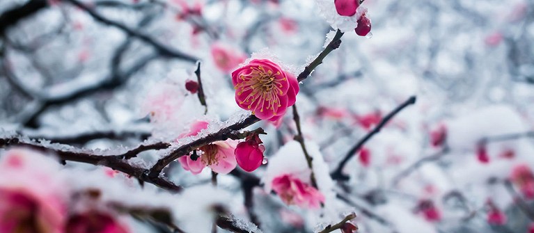 Entre paysages et traditions du Japon