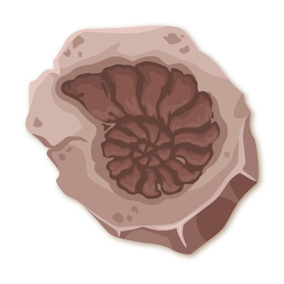 fossile