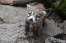 coati.jpg